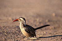 Redbilled Hornbill (Tockus erythrorhynchus) - Calao à bec rouge, Afrique du sud (saf-bir-0418)