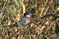 Giant Kingfisher (Ceryle maxima) - Alcyon gÃ©ant, Botswana. (saf-bir-0428)