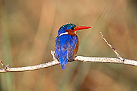 Malachite Kingfisher (Alcedo cristata) - Martin-pêcheur huppé, Botswana (saf-bir-0450)