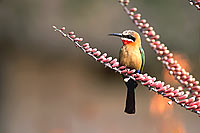 Whitefronted bee-eater (Merops bullockoides) - Guêpier à front blanc, Af. du sud (saf-bir-0460)