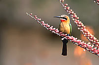 Whitefronted bee-eater (Merops bullockoides) - Guêpier à front blanc, Af. du sud (saf-bir-0460) Whitefronted bee-eater (Merops bullockoides) - Guêpier à front blanc, Af. du sud (saf-bir-0460)