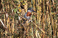 Giant Kingfisher (Ceryle maxima) - Alcyon géant, Botswana. (saf-bir-0463)