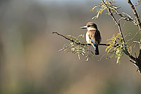 Brownhooded Kingfisher (Alcyon albiventris) - Martin-chasseur Ã  tÃªte brune (saf-bir-0464)
