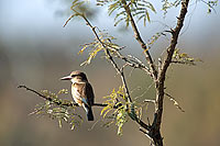 Brownhooded Kingfisher (Alcyon albiventris) - Martin-chasseur à tête brune (saf-bir-0465)