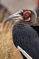Ground Hornbill - Calao terrestre (Bucorvus leadbeateri), Afrique du Sud (saf-bir-0502)