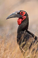 Ground Hornbill - Calao terrestre (Bucorvus leadbeateri), Afrique du Sud (saf-bir-0507)