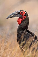 Ground Hornbill - Calao terrestre (Bucorvus leadbeateri), Afrique du Sud (saf-bir-0507) Ground Hornbill - Calao terrestre (Bucorvus leadbeateri), Afrique du Sud (saf-bir-0507)