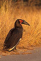 Ground Hornbill - Calao terrestre (Bucorvus leadbeateri), Afrique du Sud (saf-bir-0511)