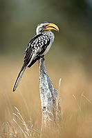 Yellowbilled Hornbill (Tockus flavirostris) - Calao à bec jaune, Afrique du sud (saf-bir-0527)