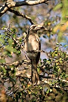 Grey Hornbill (Tockus nasutus) - Calao Ã  bec noir, Afrique du Sud (saf-bir-0528)