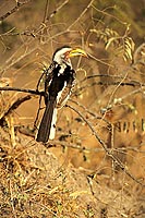 Yellowbilled Hornbill (Tockus flavirostris) - Calao à bec jaune, Afrique du sud (saf-bir-0544)