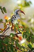 Redbilled Hornbill (Tockus erythrorhynchus) - Calao à bec rouge, Afrique du Sud (saf-bir-0545)