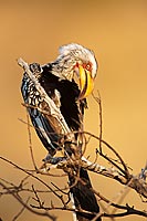 Yellowbilled Hornbill (Tockus flavirostris) - Calao à bec jaune, Afrique du Sud (saf-bir-0547)