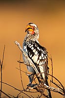 Yellowbilled Hornbill (Tockus flavirostris) - Calao à bec jaune, Afrique du Sud (saf-bir-0548)