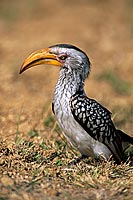 Yellowbilled Hornbill (Tockus flavirostris) - Calao à bec jaune, Afrique du sud (saf-bir-0549)