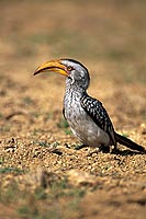 Yellowbilled Hornbill (Tockus flavirostris) - Calao à bec jaune, Afrique du Sud (saf-bir-0550)