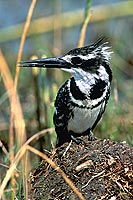 Pied Kingfisher (Ceryle rudis) - Alcyon pie, Okavango, Botswana. (saf-bir-0556)