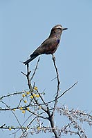Purple Roller (Coracias naevia) - Rollier varié, Namibie (saf-bir-0568)