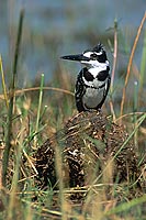 Pied Kingfisher (Ceryle rudis) - Alcyon pie, Okavango, Botswana. (saf-bir-0570)