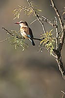 Brownhooded Kingfisher (Alcyon albiventris) - Martin-chasseur Ã  tÃªte brune, Afrique du sud (saf-bir-0576)