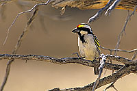 Pied Barbet (Lybius leucomelas), South Africa - Barbican pie (SAF-BIR-0069)