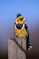 Crested Barbet (Trachyphonus vaillantii), South Africa - Barbican promépic (SAF-BIR-0129)