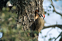 Bearded Woodpecker (Thripias namaquus) - Pic barbu, S. Africa (saf-bir-0380)