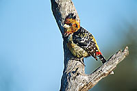 Crested Barbet (Trachyphonus vaillantii), South Africa - Barbican promépic (saf-bir-0453)