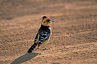 Crested Barbet (Trachyphonus vaillantii), South Africa - Barbican promépic (saf-bir-0459)