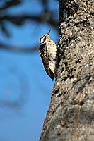 Bennett's Woodpecker (Campethera bennettii) - Pic de Bennett, S. Africa (saf-bir-0534)