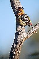Crested Barbet (Trachyphonus vaillantii), South Africa - Barbican promépic (saf-bir-0551)