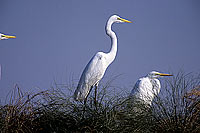 Great White Egret (Egretta alba),Okavango, Botswana - Grande Aigrette (SAF-BIR-0035)