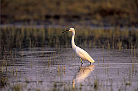 Little Egret (Egretta garzetta), Okavango, Botswana - Aigrette garzette (SAF-BIR-0036)