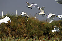 Little Egrets (Egretta garzetta), Okavango, Botswana - Aigrettes garzettes (SAF-BIR-0037)