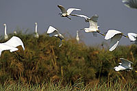 Little Egrets (Egretta garzetta), Okavango, Botswana - Aigrettes garzettes (SAF-BIR-0037) Little Egrets (Egretta garzetta), Okavango, Botswana - Aigrettes garzettes (SAF-BIR-0037)