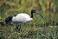 Sacred Ibis (Threskiornis aethiopicus), Botswana - Ibis sacré (SAF-BIR-0040)