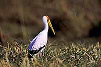 Yellowbilled Stork (Mycteria ibis), Botswana - Tantale africain (SAF-BIR-0041)