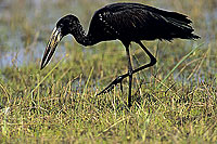 Openbilled Stork (Anastomus lamelligerus) - Bec-ouvert africain, botswana (SAF-BIR-0043)