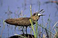 Hamerkop (Scopus umbretta) - Ombrette d'Afrique, Botswana (SAF-BIR-0044)