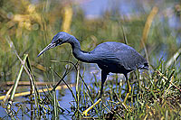 Slaty Egret (Egretta vinaceigula), Botswana - Aigrette vineuse (SAF-BIR-0046) Slaty Egret (Egretta vinaceigula), Botswana - Aigrette vineuse (SAF-BIR-0046)