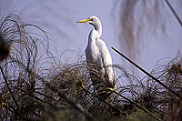 Great white Egret (Egretta alba) - Grande Aigrette, Botswana (SAF-BIR-0093) Great white Egret (Egretta alba) - Grande Aigrette, Botswana (SAF-BIR-0093)