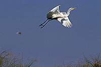 Great White Egret (Egretta alba),Okavango, Botswana - Grande Aigrette (SAF-BIR-0097)
