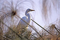 Great White Egret (Egretta alba),Okavango, Botswana - Grande Aigrette (SAF-BIR-0103) Great White Egret (Egretta alba),Okavango, Botswana - Grande Aigrette (SAF-BIR-0103)