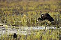 Openbilled Stork (Anastomus lamelligerus) - Bec-ouvert africain, Botswana (SAF-BIR-0110)