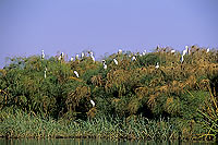 Great White and Little Egrets,Okavango, Botswana - Grandes Aigrettes et garzettes (SAF-BIR-0113)