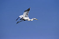 Great White Egret (Egretta alba),Okavango, Botswana - Grande Aigrette (SAF-BIR-0121)