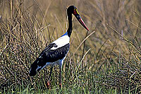 Saddlebilled Stork (Ephippiorynchus senegalensis) - Jabiru d'Afrique (SAF-BIR-0122)