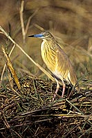 Squacco Heron (Ardeola ralloides) - Heron crabier, Okavango, Botswana (SAF-BIR-0150)