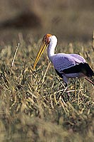 Yellowbilled Stork (Mycteria ibis), Botswana - Tantale africain (SAF-BIR-0177)