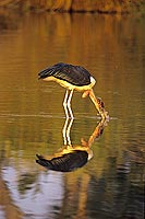 Marabou Stork (Leptoptilos crumeniferus) - Marabout d'Afrique, Afr. du Sud (SAF-BIR-0181)